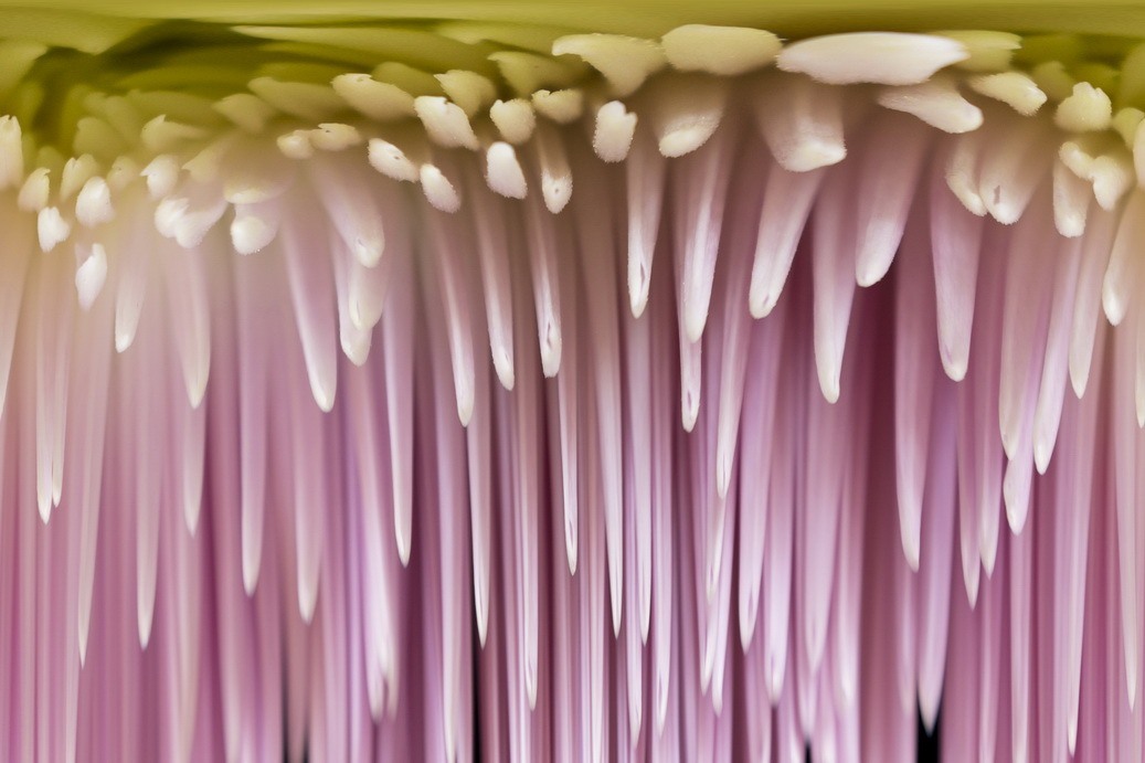 chrysanthemum photo Riki Metz