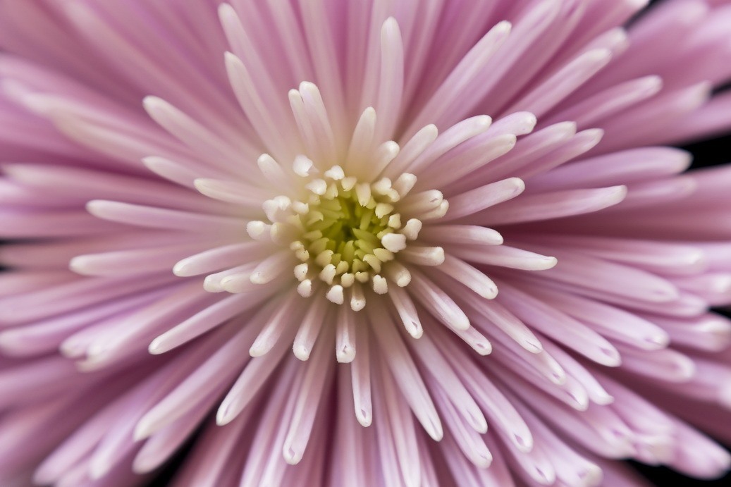 flower photo Riki Metz Jerusalem